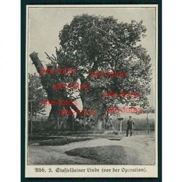 Ausschnitt von ca 1915 -  Staffelsteiner Linde