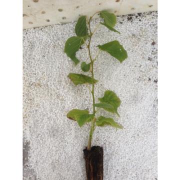 Tilia platyphyllos (Sommer-Linde) - Pflanze