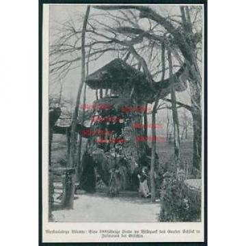 Ausschnitt von 1906 -  Linde im Wildpark des Grafen Schlick in Ji?ín?ves