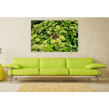Stunning Poster Wall Art Decor Butterfly Plant Insect Linde 36x24 Inches