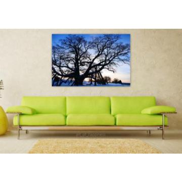 Stunning Poster Wall Art Decor Tree Linde Old Natural Monument 36x24 Inches