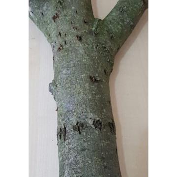 Baumstamm Linde verzweigt Ast Stamm Holz Skulptur Deko Terrarium Natur 89 cm