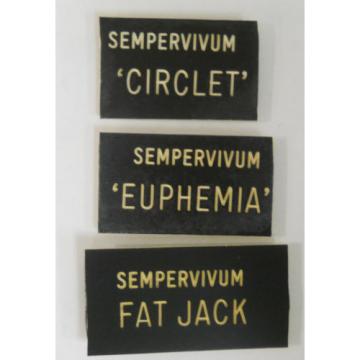 HENS &#039;n CHICKS Plant ID Labels Engraved Plastic choose 41 varieties Sempervivum