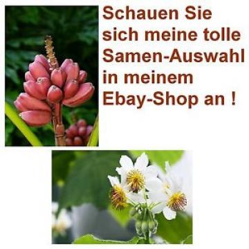 Exot Pflanzen Samen Saatgut exotische Zimmerpflanze ZIMMERLINDE + ROSA BANANE