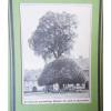 Die Linde in Geisenheim - Deutsche Bäume  -Grafik Alte Stiche um 1900    G 97 #2 small image