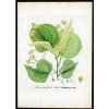 1860 DIETRICH - FORSTPFLANZEN Großblättrige Linde – Tilia grandifolia #125