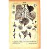 1880 BOTANICAL TREE LINDE LINDEN SEEDS Antique Lithograph Print