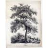 Bäume-Baum-Linde-Tilleul-Landschaft-große Lithographie - Jos. Brucker 1845