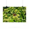 Stunning Poster Wall Art Decor Butterfly Plant Insect Linde 36x24 Inches