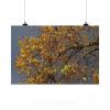 Stunning Poster Wall Art Decor Autumn Autumn Mood Linde Emerge 36x24 Inches