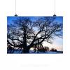 Stunning Poster Wall Art Decor Tree Linde Old Natural Monument 36x24 Inches #2 small image