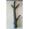 Baumstamm Linde verzweigt Ast Stamm Holz Skulptur Deko Terrarium Natur 89 cm #6 small image