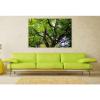 Stunning Poster Wall Art Decor Linde Tilia Tree Malvaceae Leaves 36x24 Inches #1 small image