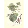 Sommerlinde   -  Tilia platyphyllos    -  großblättrige Linde     Farbdruck 1958