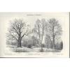 Lithografie 1905: Laub-Bäume. Birke. Eiche. Buche. Rüster. Ulme. Erle. Linde. #1 small image