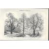 Lithografie 1905: Laub-Bäume. Birke. Eiche. Buche. Rüster. Ulme. Erle. Linde.
