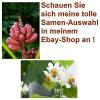 Zimmerlinde und rosa Zwergbanane - zwei schöne Pflanzen für Ihr Wohnzimmer ! #1 small image