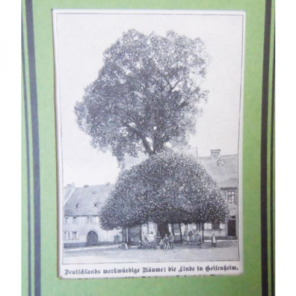 Die Linde in Geisenheim - Deutsche Bäume  -Grafik Alte Stiche um 1900    G 97 #2 image