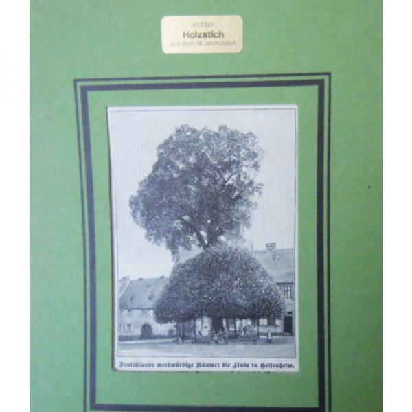Die Linde in Geisenheim - Deutsche Bäume  -Grafik Alte Stiche um 1900    G 97 #3 image