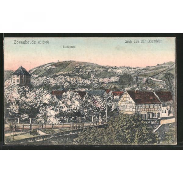 alte AK Cossebaude, Ortsansicht mit Gasthaus zur Linde, Baumblut 1911 #1 image