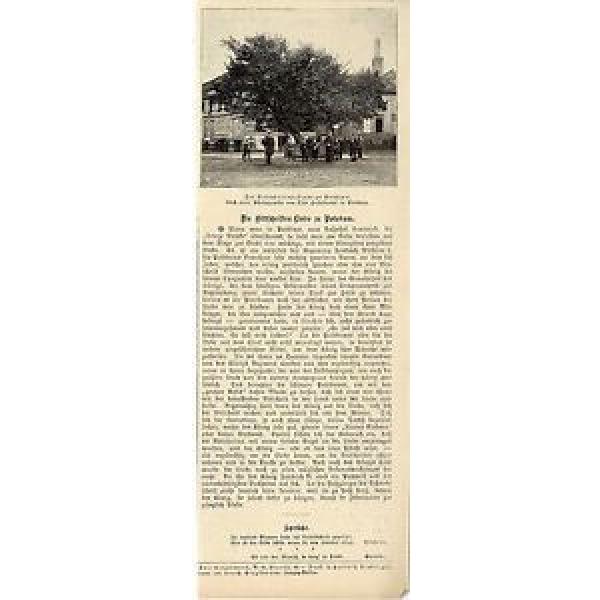 Die Bittschriften-Linde zu Potsdam * Bild-&amp; Text von 1895 #1 image