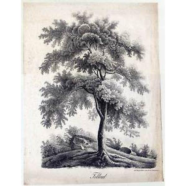 Bäume-Baum-Linde-Tilleul-Landschaft-große Lithographie - Jos. Brucker 1845 #1 image