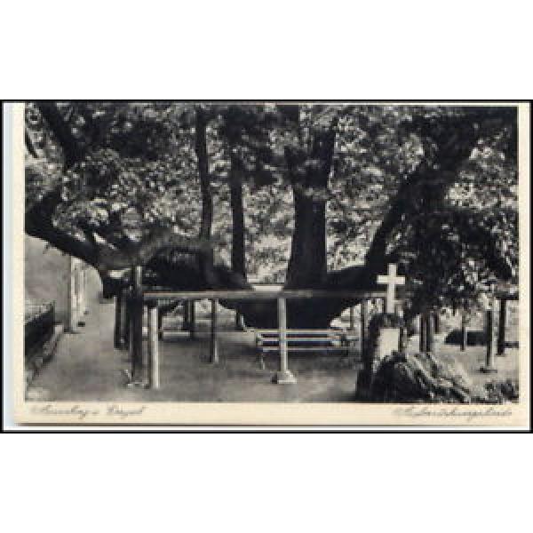 Annaberg-Buchholz um 1940 Baum Auferstehungs-Linde alte Postkarte Sachsen #1 image