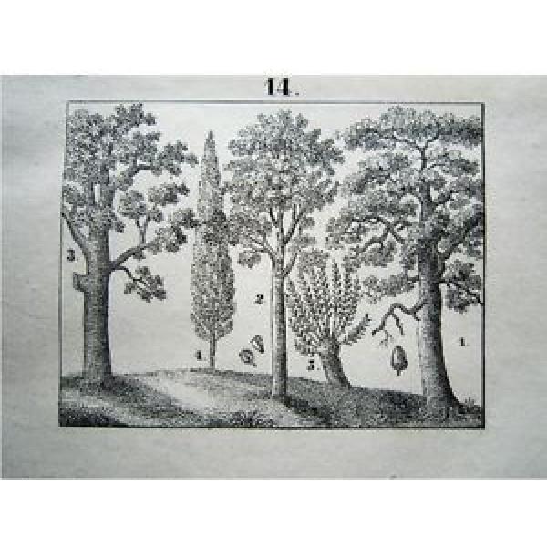 Die Laubhölzer Eiche Buche Linde Pappel Weide Botanik Lithografie 1842 #1 image