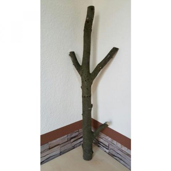 Baumstamm Linde verzweigt Ast Stamm Holz Skulptur Deko Terrarium Natur 89 cm #1 image