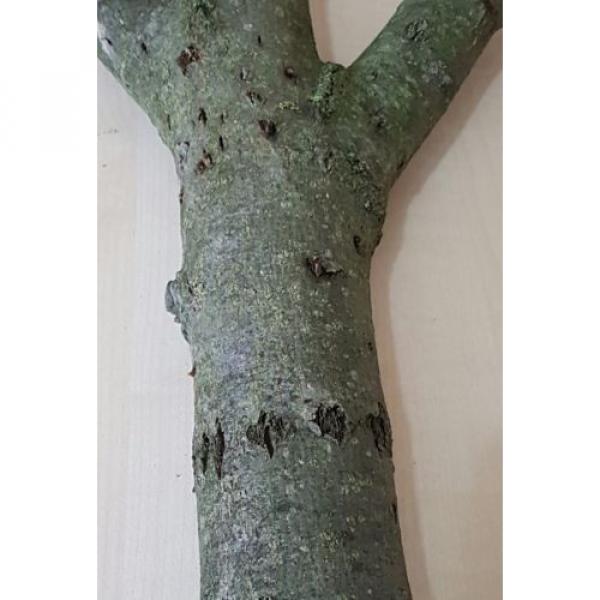 Baumstamm Linde verzweigt Ast Stamm Holz Skulptur Deko Terrarium Natur 89 cm #7 image