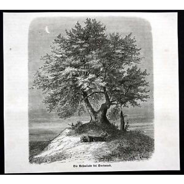 ca. 1870 Dortmund Behmlinde Linde Baum Ansicht Holzstich antique print #1 image