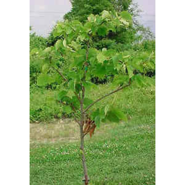 Sehr Nützlich Linde Baum - Frische Samen #1 image