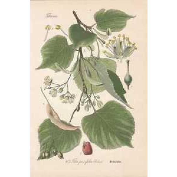 Tilia cordata Steinlinde Linde THOME Lithographie von 1886 small-leaved lime #1 image