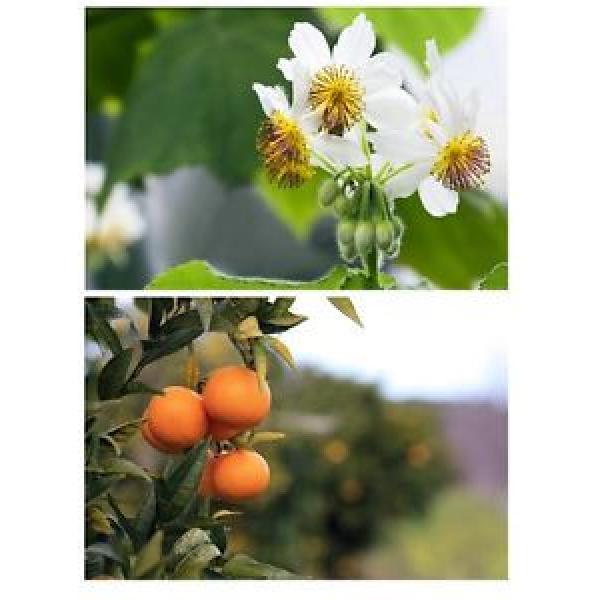 * Super Angebot - zwei für einen günstigen Preis - Mandarinenbaum + Zimmerlinde #1 image