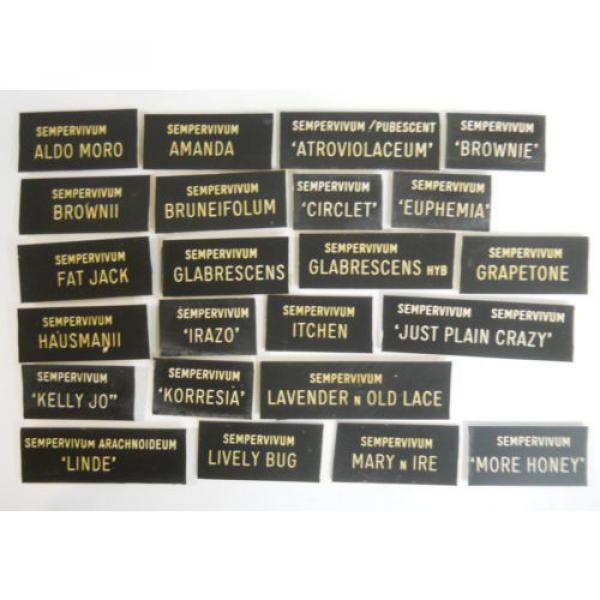 HENS &#039;n CHICKS Plant ID Labels Engraved Plastic choose 41 varieties Sempervivum #1 image