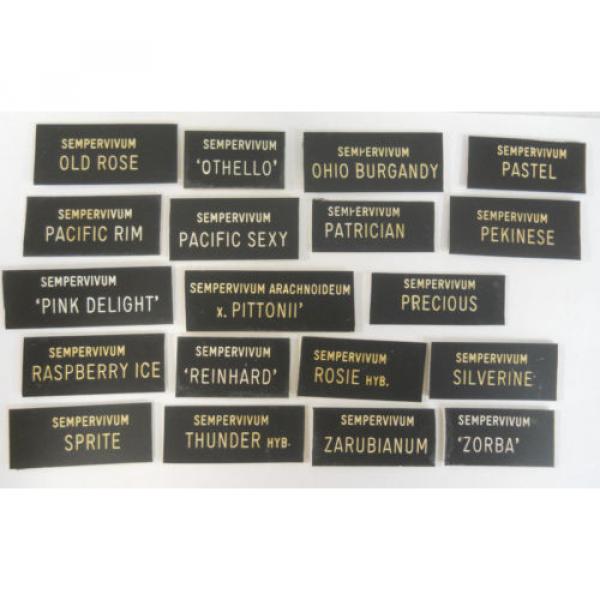 HENS &#039;n CHICKS Plant ID Labels Engraved Plastic choose 41 varieties Sempervivum #2 image