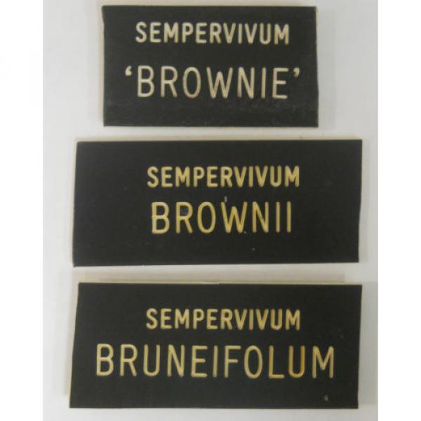 HENS &#039;n CHICKS Plant ID Labels Engraved Plastic choose 41 varieties Sempervivum #9 image