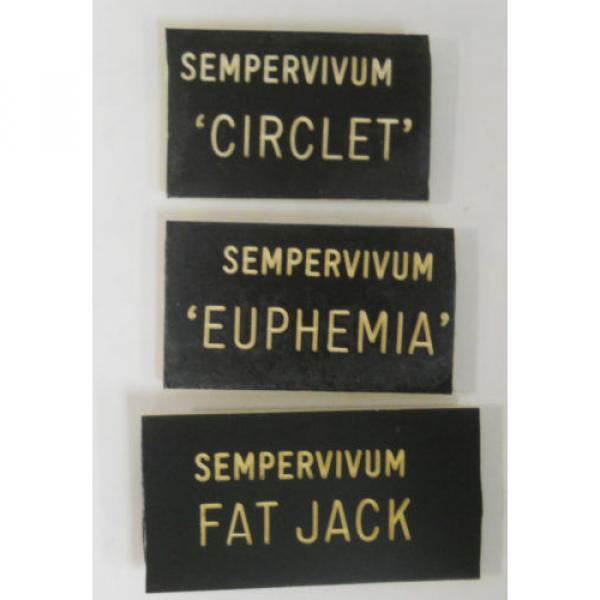 HENS &#039;n CHICKS Plant ID Labels Engraved Plastic choose 41 varieties Sempervivum #11 image