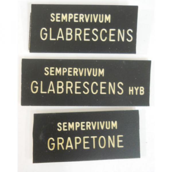 HENS &#039;n CHICKS Plant ID Labels Engraved Plastic choose 41 varieties Sempervivum #14 image