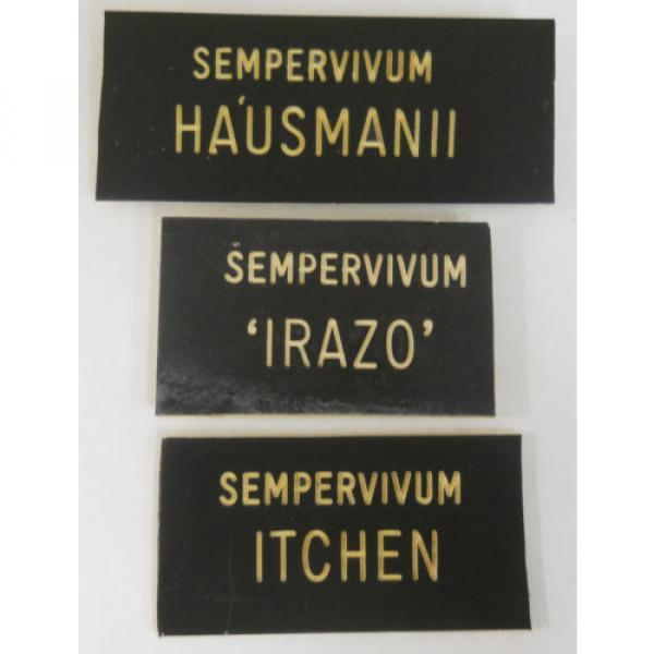 HENS &#039;n CHICKS Plant ID Labels Engraved Plastic choose 41 varieties Sempervivum #16 image